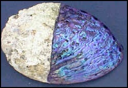 paua